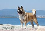 AKITA AMERICAIN 236